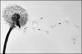 Image en noir en blanc, vent soufflant sur un pissenlit