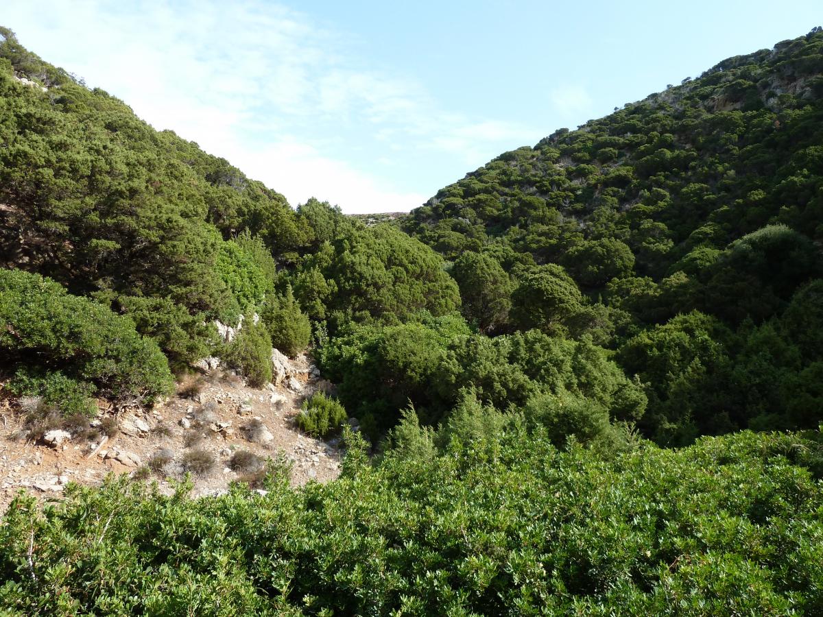 Forêt méditerranéenne